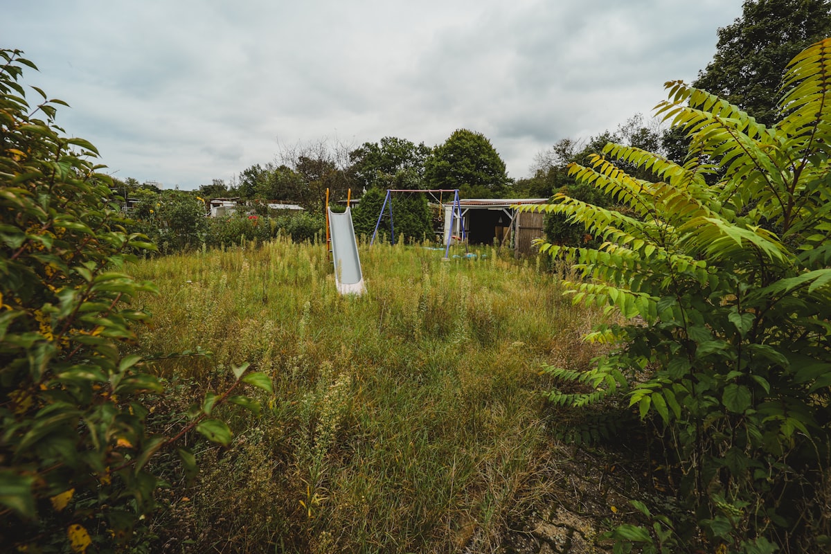 An overgrown garden plot with waist-high weeds and brambles
