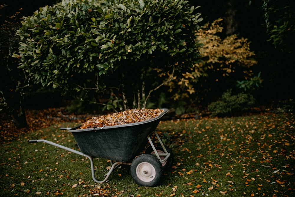 A wheelbarrow full of fallen leaves on a lawn in autumn