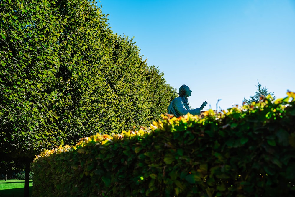 Someone cutting the top of a tall hedge against a blue sky