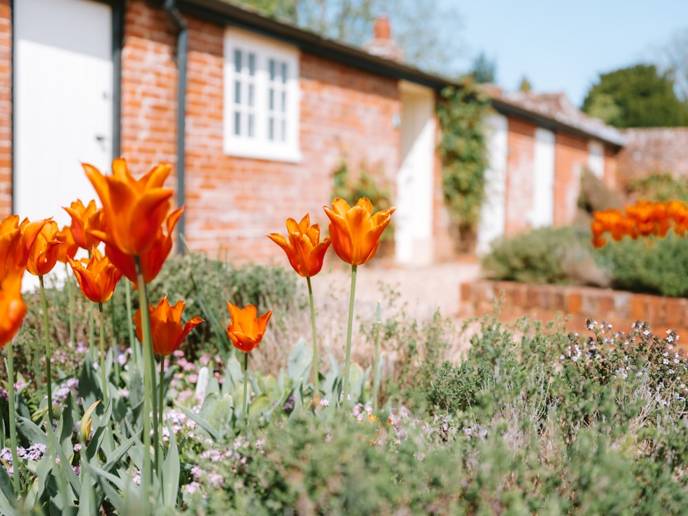 Orange tulips flowering in a border beside a brick cottage