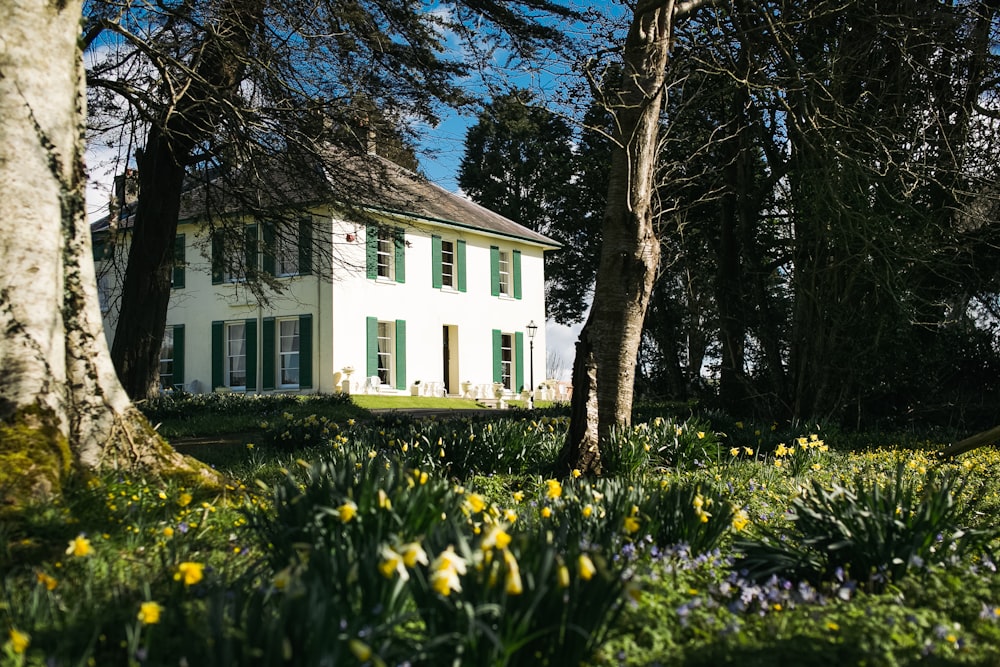 Daffodils in a garden in front of a white house in early spring