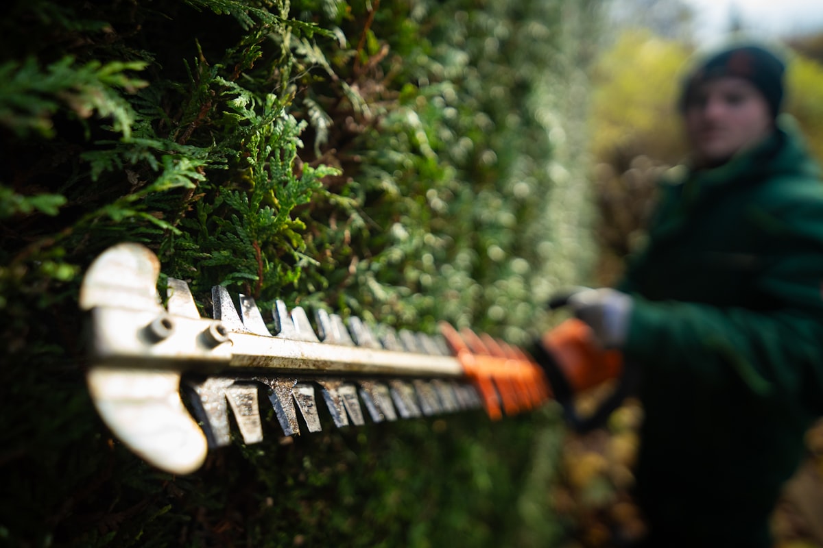 A hedge trimmer cutting the top of a garden hedge