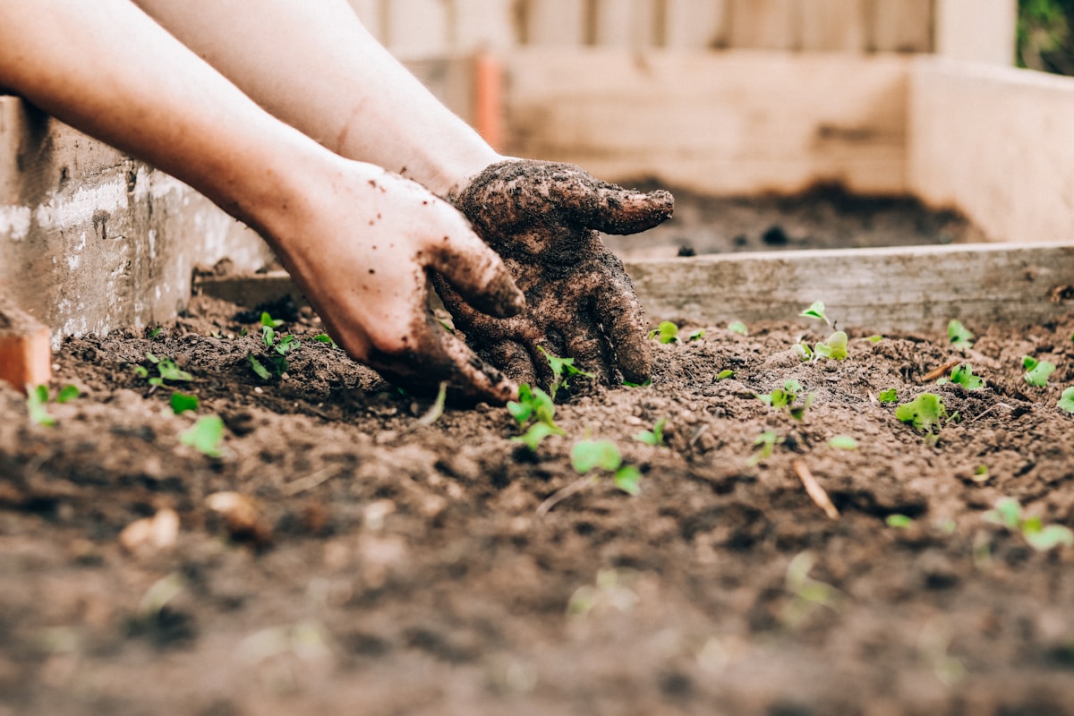Hands pressing young plants into dark soil in a raised bed